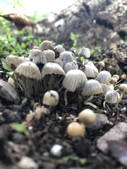 Coprinellus disseminatus