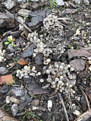 Coprinellus disseminatus