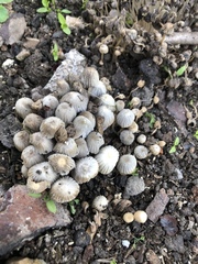 Coprinellus disseminatus