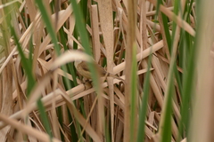 Acrocephalus gracilirostris