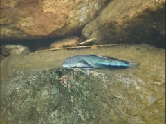 Sicyopterus longifilis