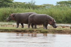 Hippopotamus amphibius