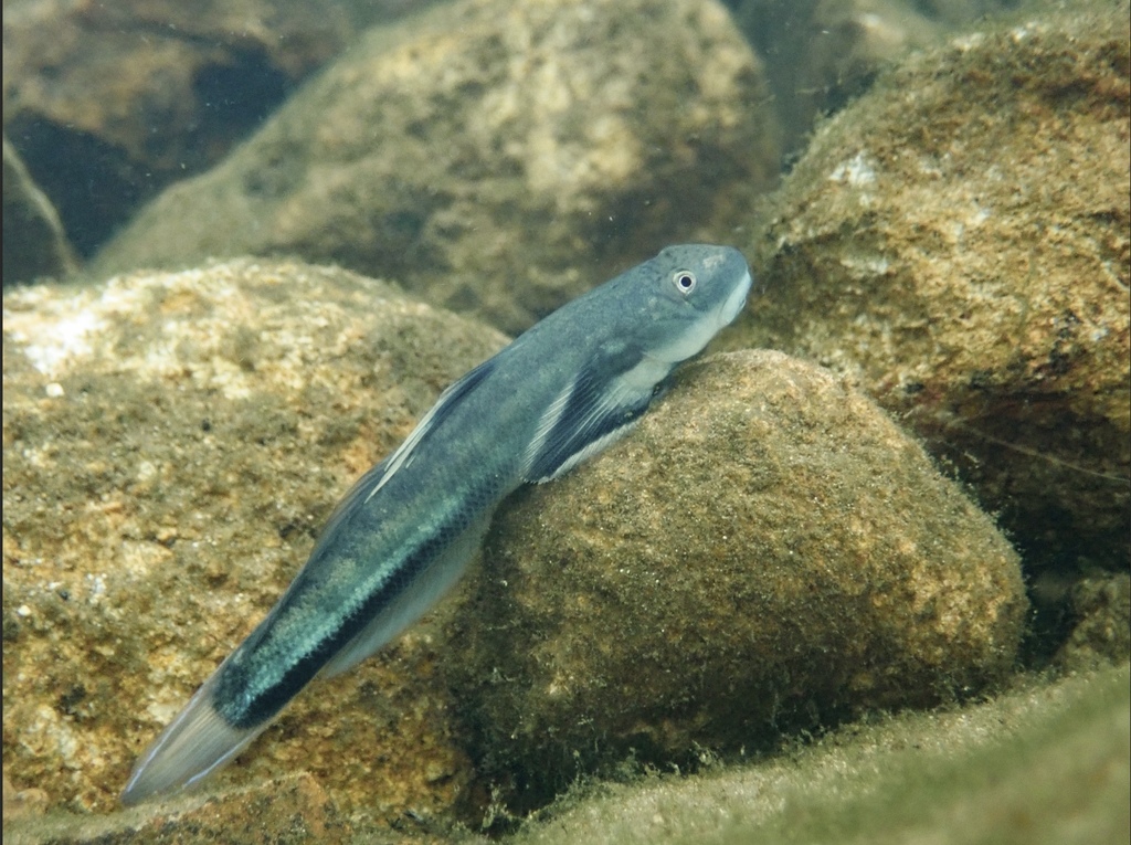 Threadfin Goby