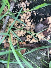 Coprinellus disseminatus