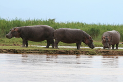 Hippopotamus amphibius