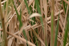 Acrocephalus gracilirostris