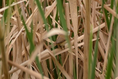 Acrocephalus gracilirostris