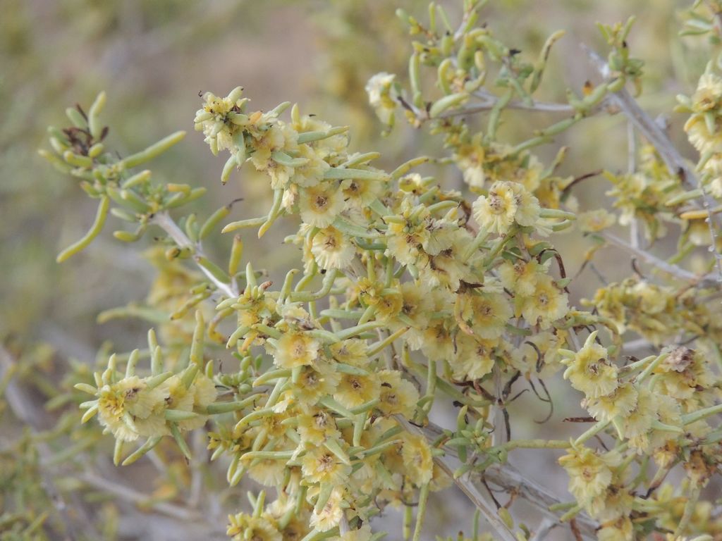 Xylosalsola