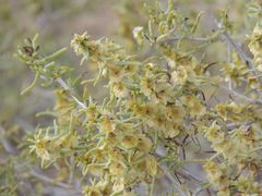 Xylosalsola arbuscula