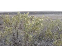 Xylosalsola arbuscula