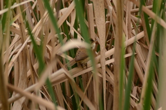 Acrocephalus gracilirostris