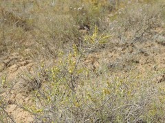 Xylosalsola arbuscula