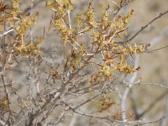 Xylosalsola arbuscula