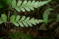 Asplenium insiticium