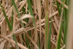 Acrocephalus gracilirostris