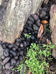 Xylaria polymorpha