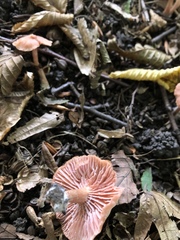 Laccaria laccata