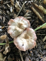 Laccaria laccata