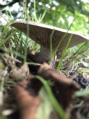 Clitocybe nebularis