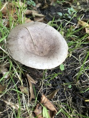 Clitocybe nebularis