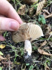 Clitocybe nebularis