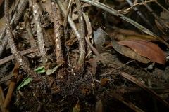Asplenium insiticium