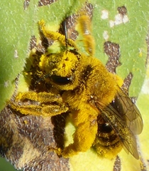Andrena haynesi