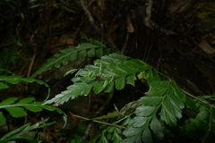 Asplenium insiticium