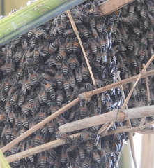 Apis florea