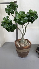Adenium obesum
