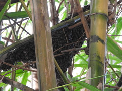 Apis florea