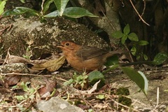 Pellorneum fuscocapillus