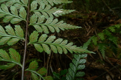 Asplenium insiticium