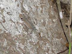 Hemidactylus frenatus