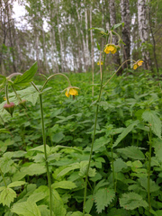 Geum × meinshausenii