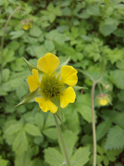 Geum × meinshausenii