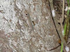 Hemidactylus frenatus