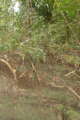 Asplenium insiticium