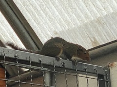 Callosciurus erythraeus