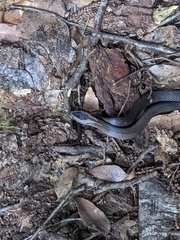 Cacophis squamulosus