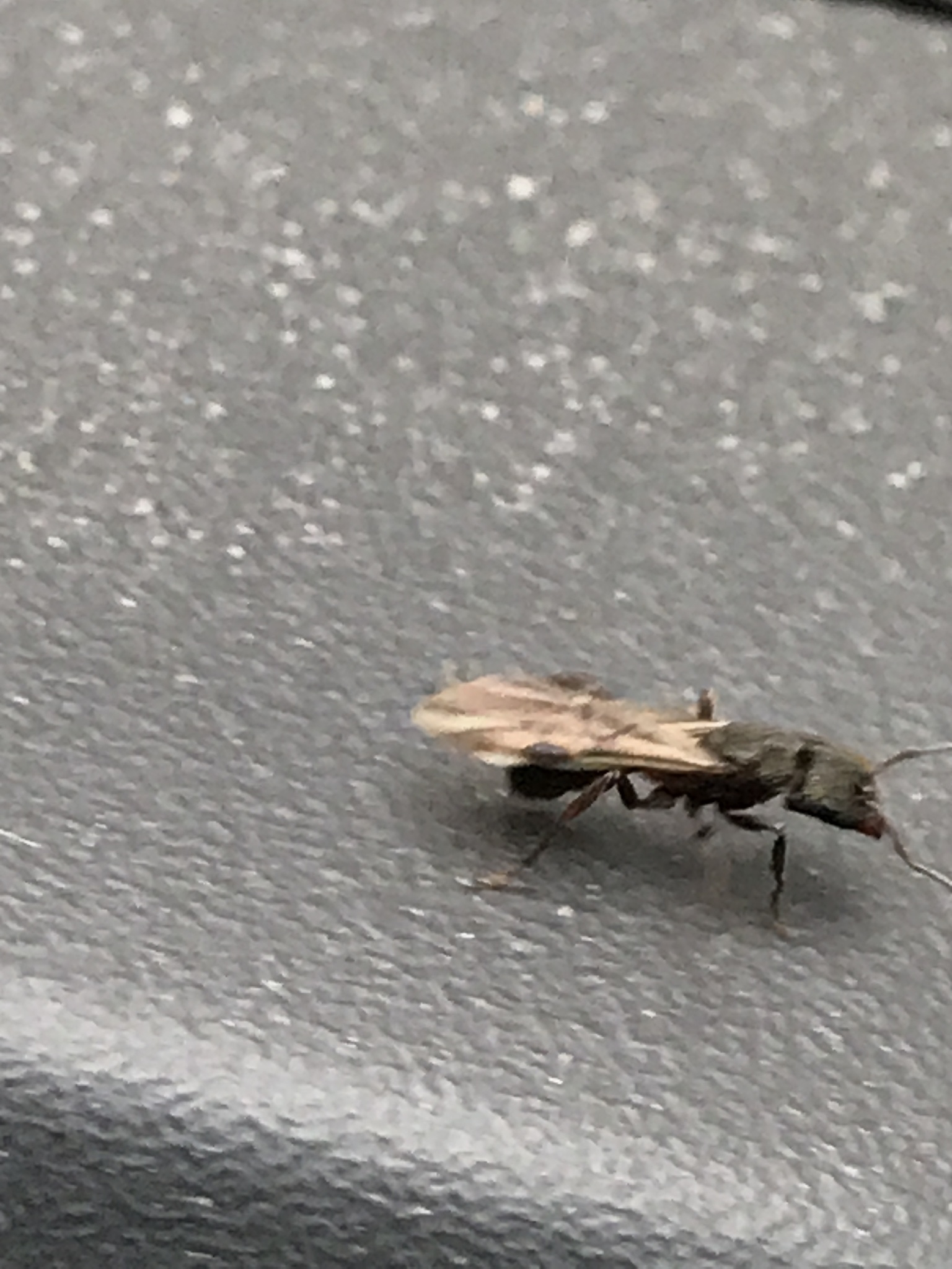 Rhytidoponera