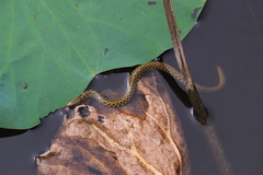 Fowlea flavipunctata