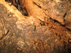 Traginops orientalis