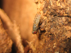 Traginops orientalis