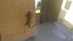 Tarentola mauritanica