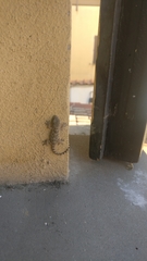 Tarentola mauritanica