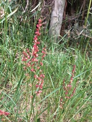 Rumex bidens
