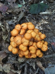 Desarmillaria caespitosa image