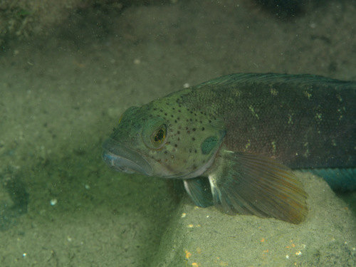 Bathymaster derjugini