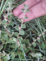 Indigofera cordifolia